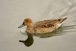 Pintail duck